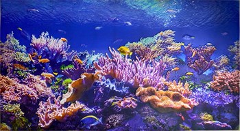 Фартук-панно ПВХ Коралловый риф, 1002х602х5мм - фото 60136