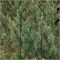 Шпалера садовая Green Line Узорная, 1.7x0.32м, металлическая, зеленая 80329
