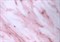 Пленка самоклеящаяся 3841, 450ммх8м, мрамор розовый - фото 39443
