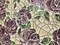Панель листовая Каменная роза, 484х962х0.4мм, мозаика, ПВХ - фото 47172